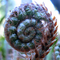 Spirale